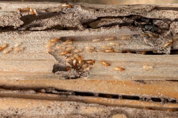 Spider Control Near Me in Fort Campbell North, KY